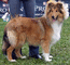 Бекхэм, Лучший щенок-кобель на Национальной выставке 2006