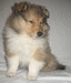 Ильмаринен, кобель, 2 месяца,,/ Ilmarinen, dog, 2 months;